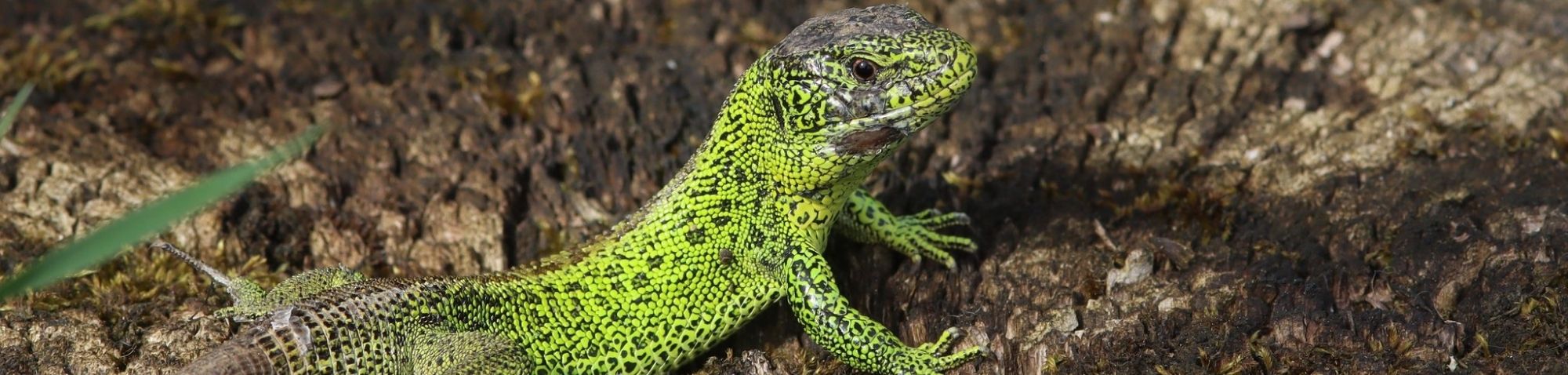 Zauneidechse (Lacerta agilis), (c) Siegfried Rudolf/NABU-naturgucker.de