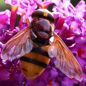 Hornissenschwebfliege (Volucella zonaria), (c) Ulrich Köller/NABU-naturgucker.de