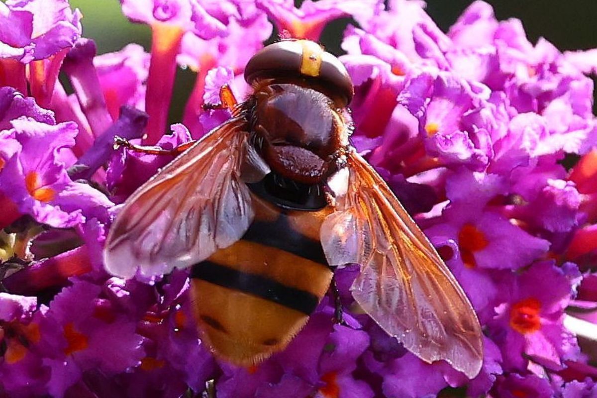 Hornissenschwebfliege (Volucella zonaria), (c) Ulrich Köller/NABU-naturgucker.de
