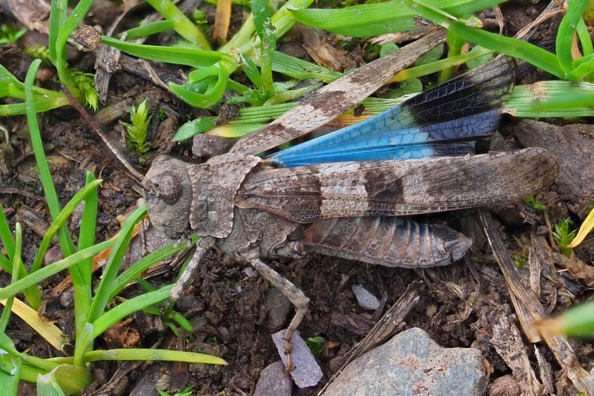 Blauflügelige Ödlandschrecke (Oedipoda caerulescens), (c) Bernhard Konzen/NABU-naturgucker.de