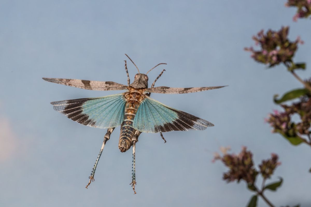 Blauflügelige Ödlandschrecke (Oedipoda caerulescens), (c) Herwig Winter/NABU-naturgucker.de