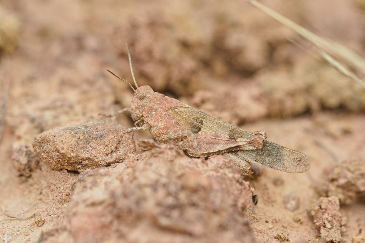 Blauflügelige Ödlandschrecke (Oedipoda caerulescens), (c) Martina Limprecht/NABU-naturgucker.de