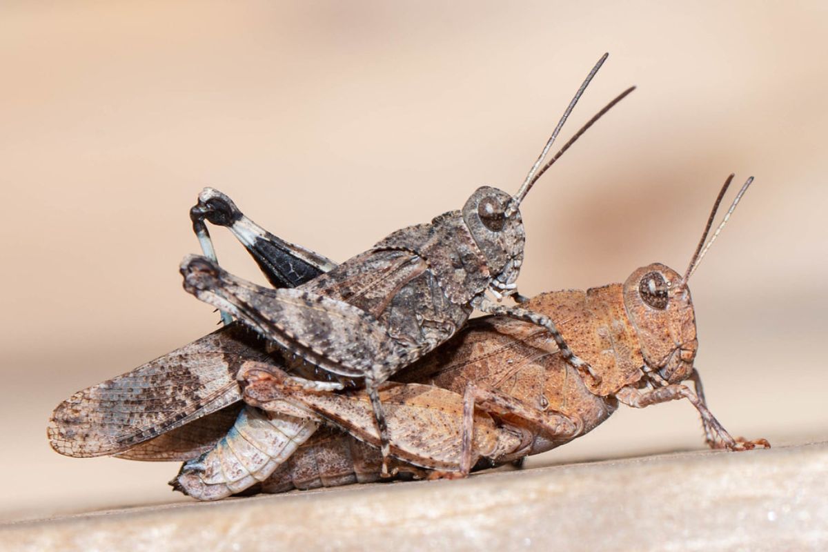 Blauflügelige Ödlandschrecke (Oedipoda caerulescens), (c) Ulrich Sach/NABU-naturgucker.de