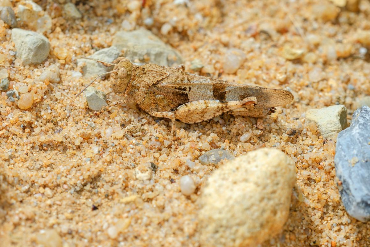 Blauflügelige Ödlandschrecke (Oedipoda caerulescens), (c) Wolfgang Piepers/NABU-naturgucker.de