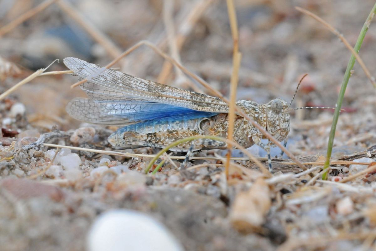 Blauflügelige Sandschrecke (Sphingonotus caerulans), (c) Harald Bott/NABU-naturgucker.de