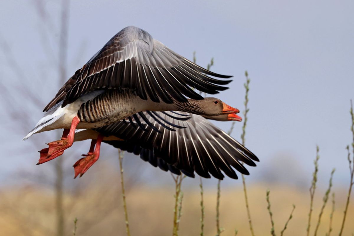 Graugans (Anser anser), (c) Jürgen Podgorski/NABU-naturgucker.de