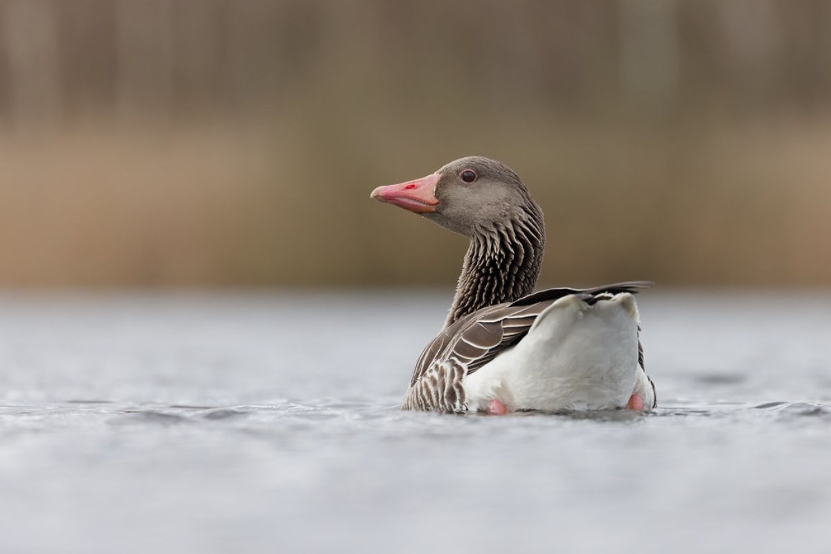 Graugans (Anser anser), (c) Thomas Schwarzbach/NABU-naturgucker.de