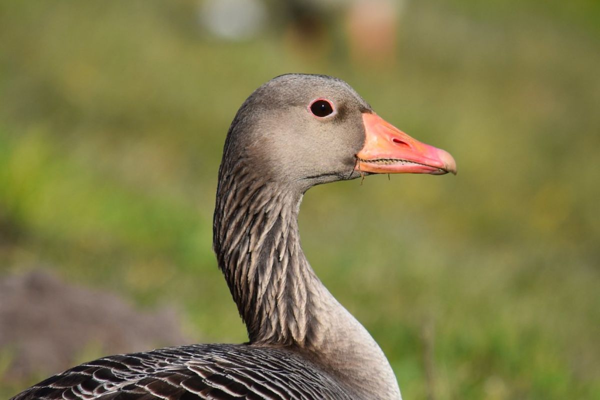 Graugans (Anser anser), (c) Winnie Hübner/NABU-naturgucker.de