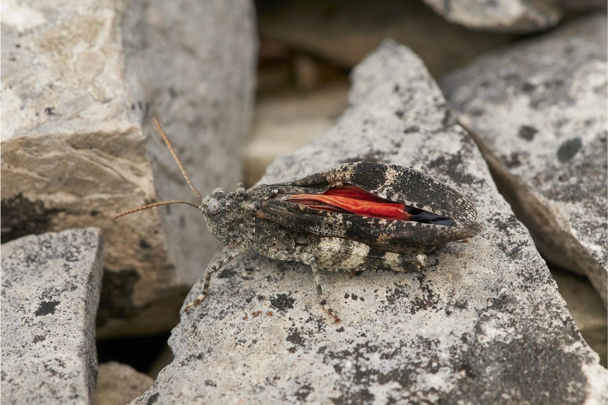 Rotflügelige Ödlandschrecke (Oedipoda germanica), (c) Arno Laber/NABU-naturgucker.de