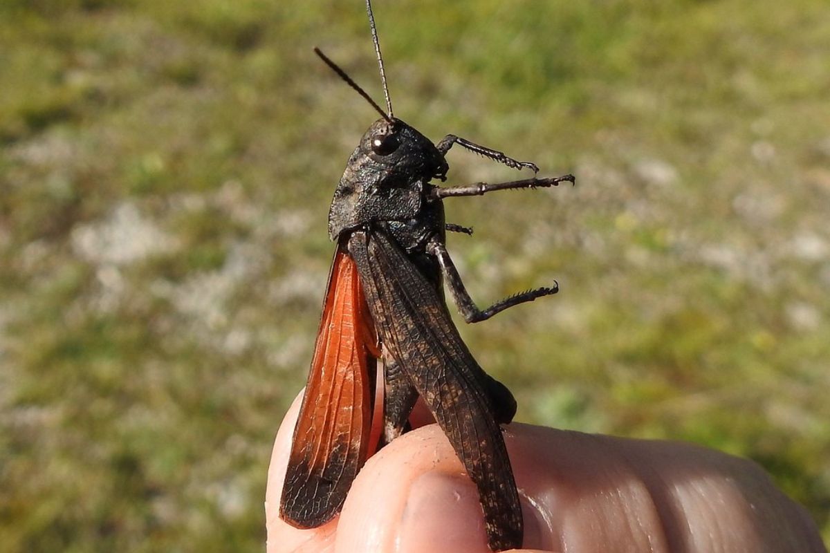 Rotflügelige Schnarrschrecke (Psophus stridulus), (c) Carolin Zimmermann/NABU-naturgucker.de