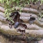 Fomes-fomentarius-mit-Bolitophagus-reticulatus©Stephan-Joecke