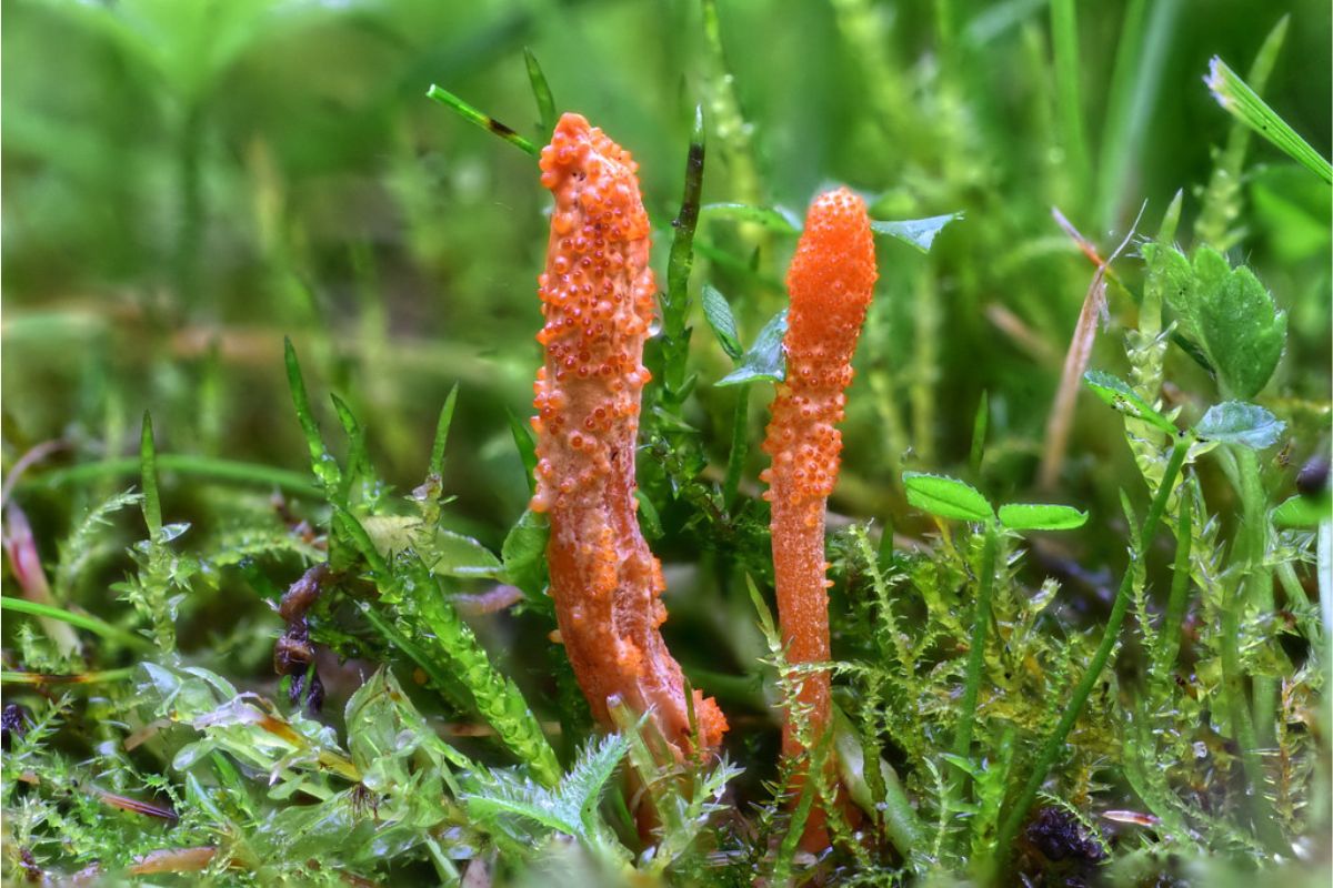 Orangegelbe Puppen-Kernkeule (Cordyceps militaris), (c) Andreas Wobig/NABU-naturgucker.de