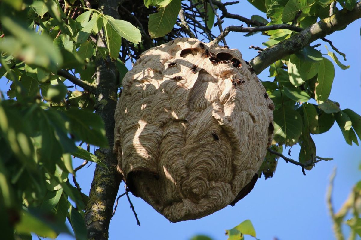 Nest Asiatische Hornisse (Vespa velutina), (c) Sigrid Hilbert/NABU-naturgucker.de