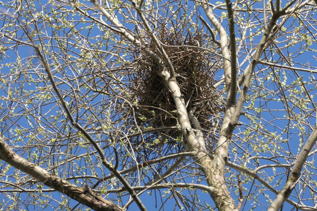 Elster (Pica pica), (c) Benjamin Franke/NABU-naturgucker.de