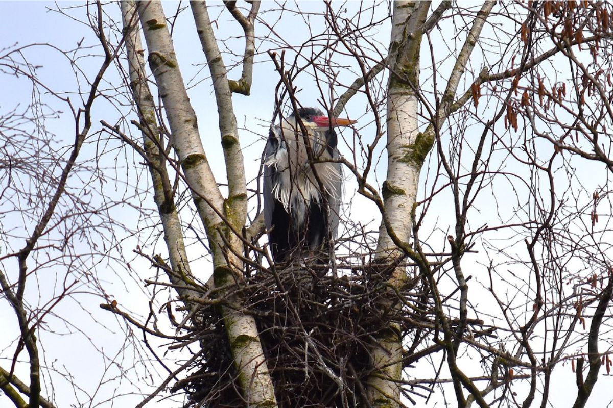 Graureiher (Ardea cinerea), (c) Winnie Hübner/NABU-naturgucker.de