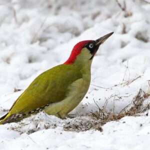 Grün auf weiß: Grünspecht (Picus viridis) im Schnee, (c) Jens Winter/NABU-naturgucker.de