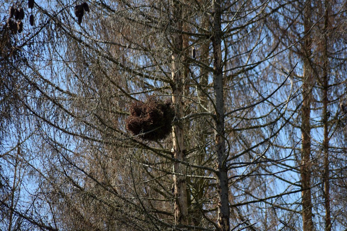 Kobel Europäisches Eichhörnchen (Sciurus vulgaris), (c) Martin Krauß/NABU-naturgucker.de
