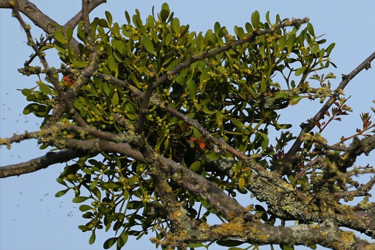 Mistel (Viscum album s.l.), (c) Ulrich Köller/NABU-naturgucker.de