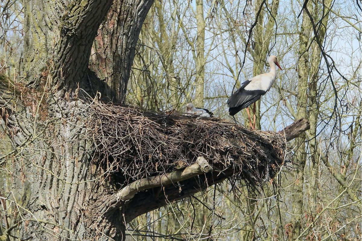 Weißstorch (Ciconia ciconia), (c) Gaby Schulemann-Maier/NABU-naturgucker.de