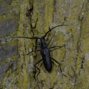 Cerambyx scopolii, Kl.Heldbock, Copyright: Klaus Kuttig, BUND