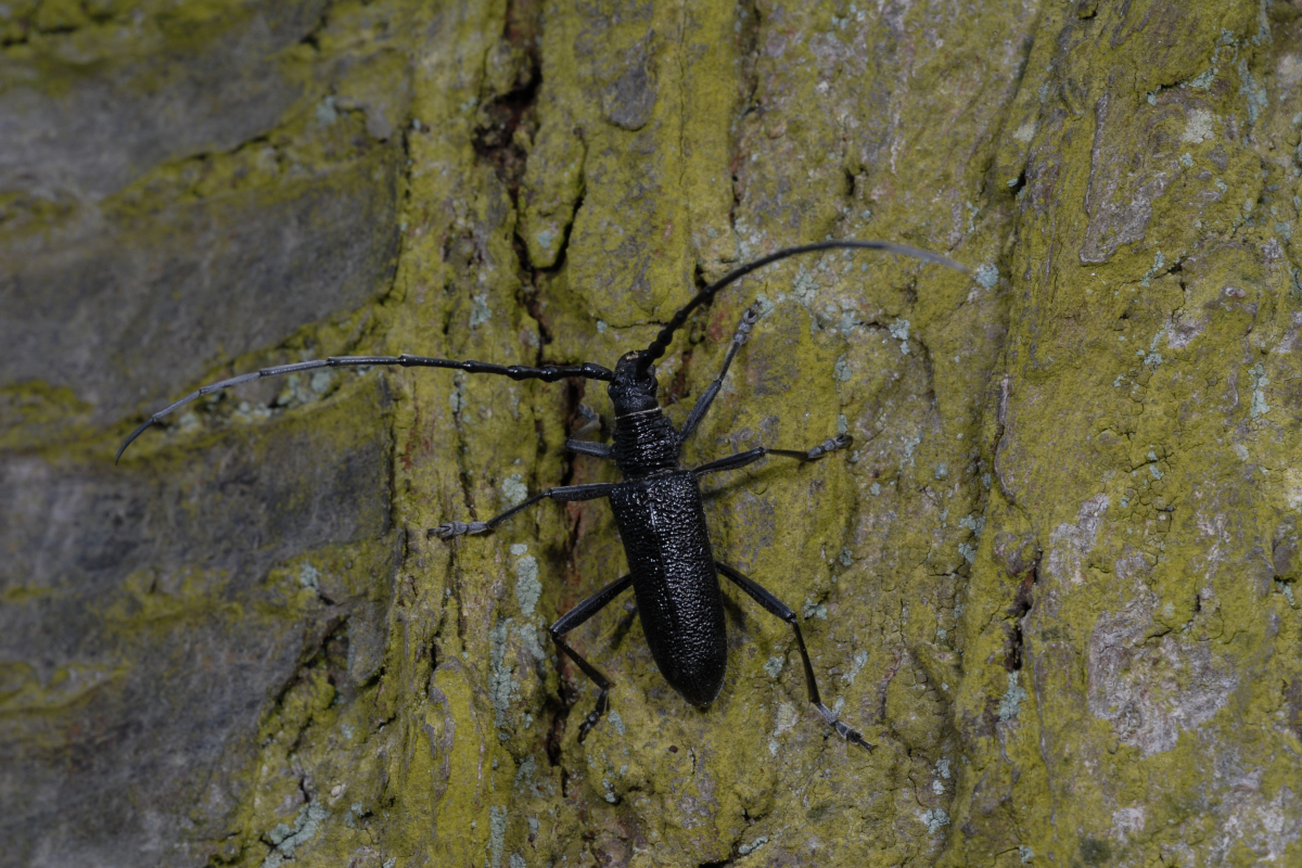 Cerambyx scopolii, Kl.Heldbock, Copyright: Klaus Kuttig, BUND