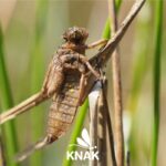 Exuvie aus der Familie der Segellibellen (Libellulidae), (c) VNP Stiftung Naturschutzpark