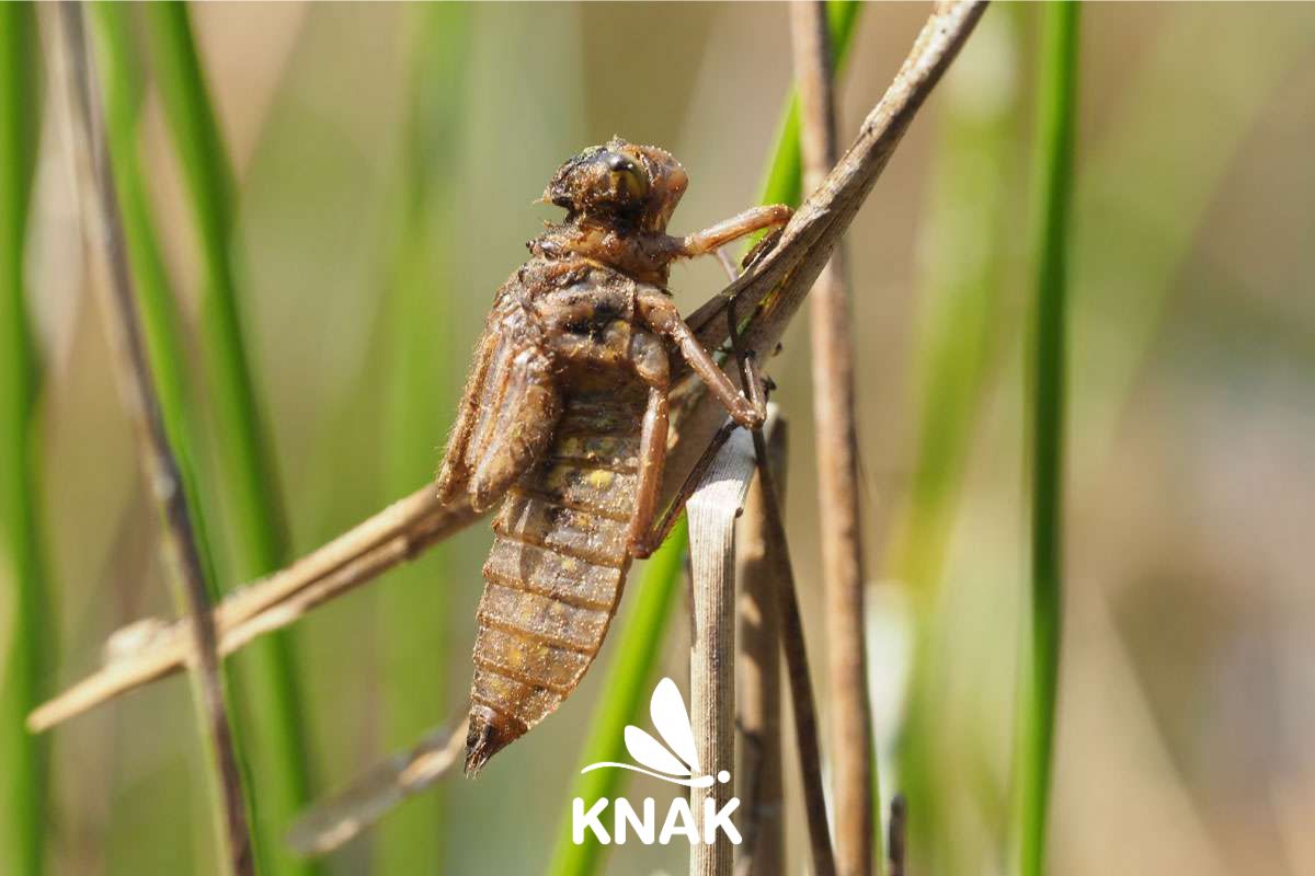 Exuvie aus der Familie der Segellibellen (Libellulidae), (c) VNP Stiftung Naturschutzpark