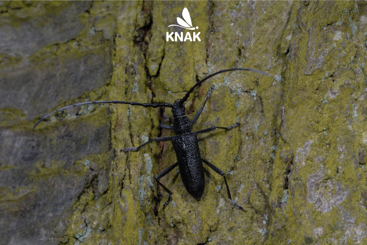 Cerambyx scopolii, Kl.Heldbock, Copyright: Klaus Kuttig, BUND