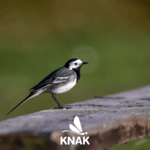 Bachstelze (Motacilla alba), (c) Eriks Karits/pexels.com