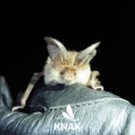 Braunes Langohr (Plecotus auritus), (c) VNP Stiftung Naturschutzpark