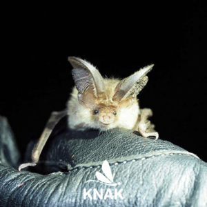 Braunes Langohr (Plecotus auritus), (c) VNP Stiftung Naturschutzpark