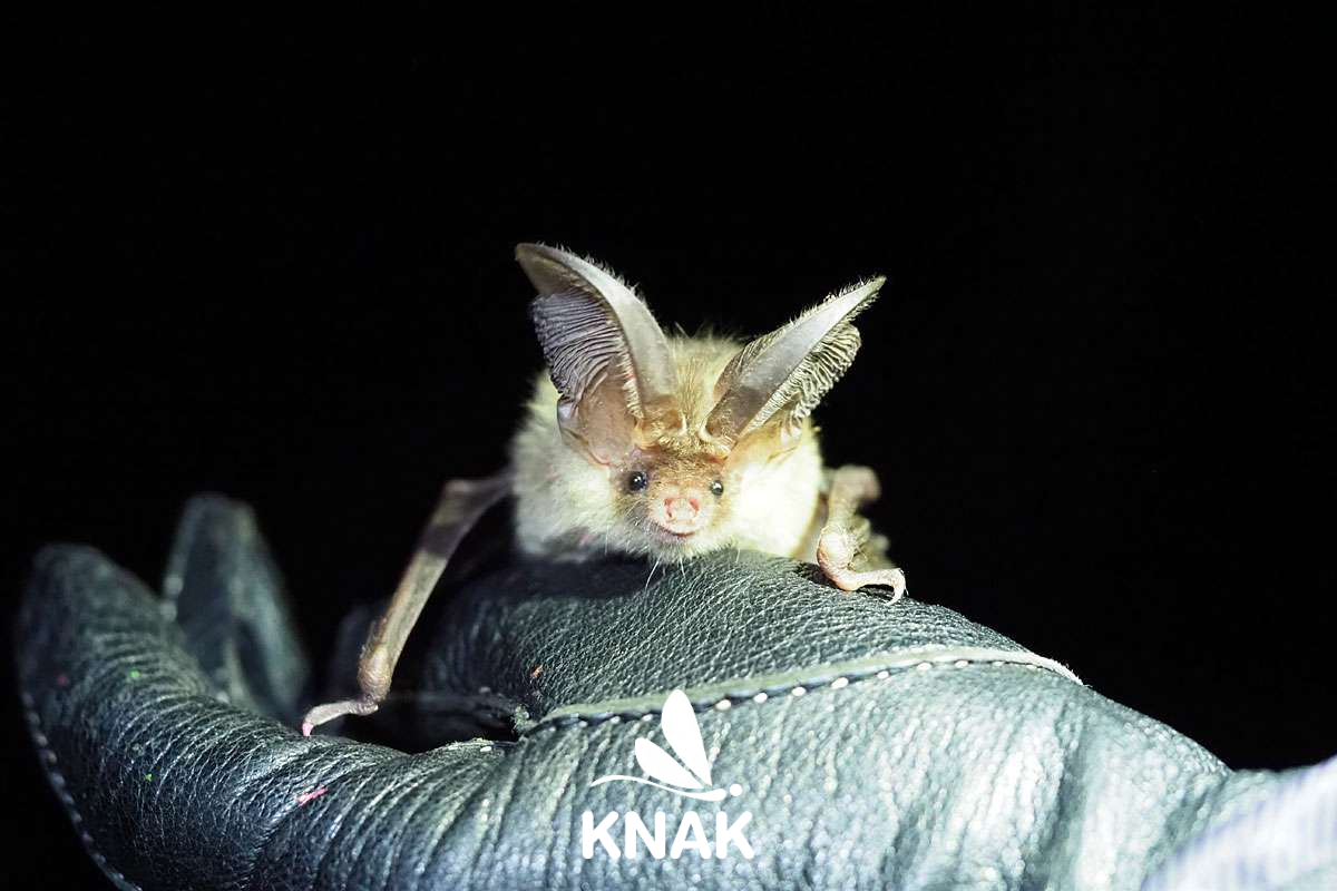 Braunes Langohr (Plecotus auritus), (c) VNP Stiftung Naturschutzpark