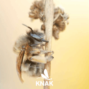 Frühlings-Pelzbiene (Anthophora plumipes), (c) Frederik Rothe