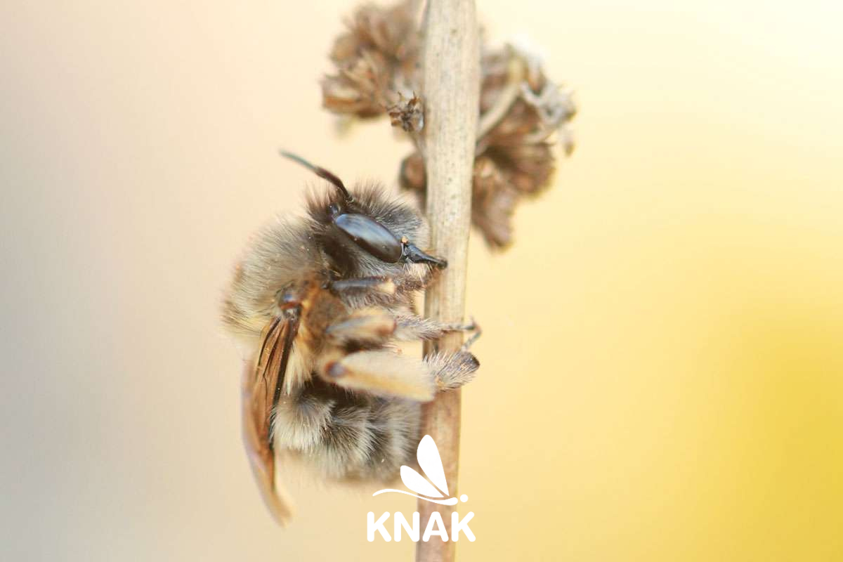 Frühlings-Pelzbiene (Anthophora plumipes), (c) Frederik Rothe