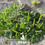 Hornmoos (Anthoceros sp.), (c) VNP Stiftung Naturschutzpark