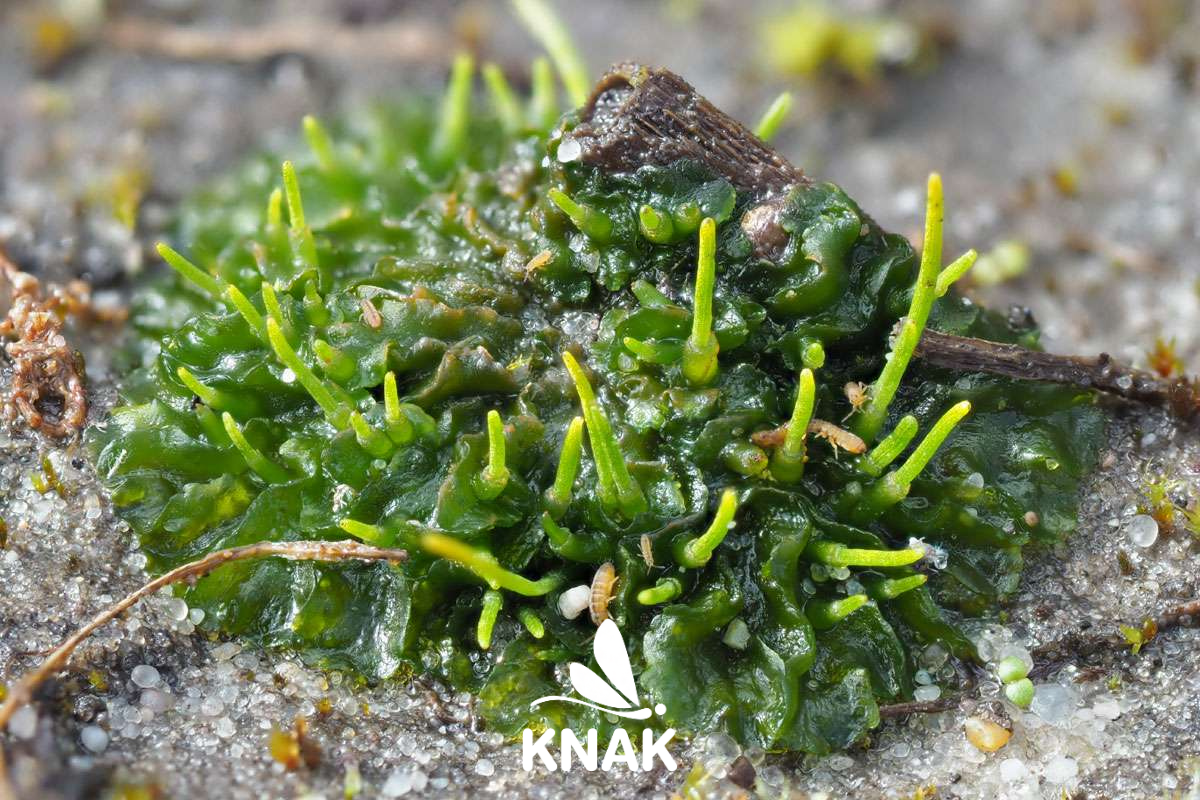 Hornmoos (Anthoceros sp.), (c) VNP Stiftung Naturschutzpark