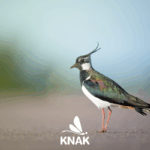 Kibitz (c) Daniil Komov/Pexels