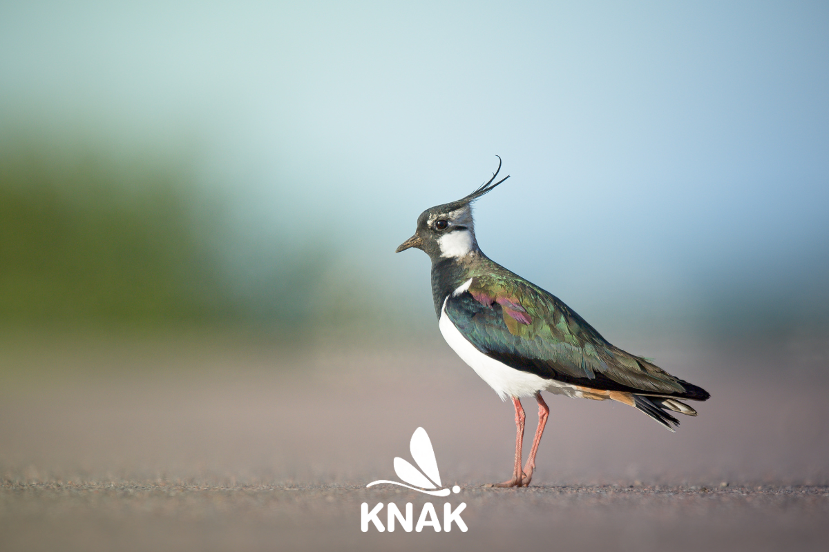 Kibitz (c) Daniil Komov/Pexels