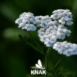 Gemeine Schafgarbe (Achillea millefolium), (c) Pezibear/Pixabay