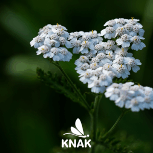 Gemeine Schafgarbe (Achillea millefolium), (c) Pezibear/Pixabay