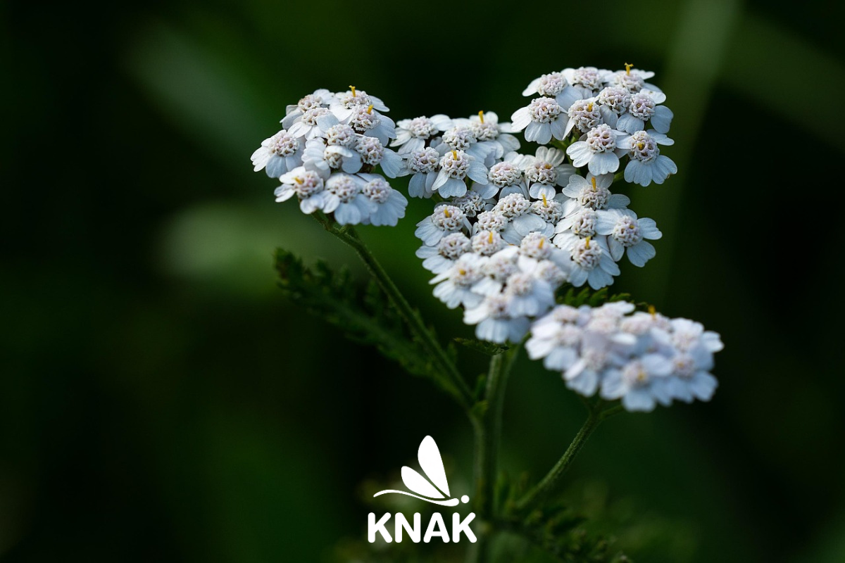 Gemeine Schafgarbe (Achillea millefolium), (c) Pezibear/Pixabay