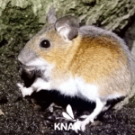 Waldmaus (Apodemus sylvaticus), (c) VNP Stiftung Naturschutzpark