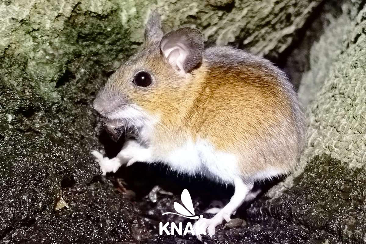 Waldmaus (Apodemus sylvaticus), (c) VNP Stiftung Naturschutzpark