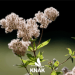 Wasserdost, (c) Annette Meyer, Pixabay