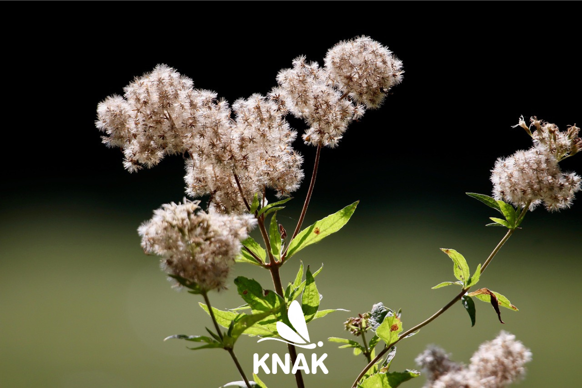 Wasserdost, (c) Annette Meyer, Pixabay