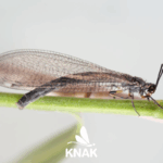 Gemeine Ameisenjungfer (Myrmeleon formicarius), (c) Axel Gruppe / VNP