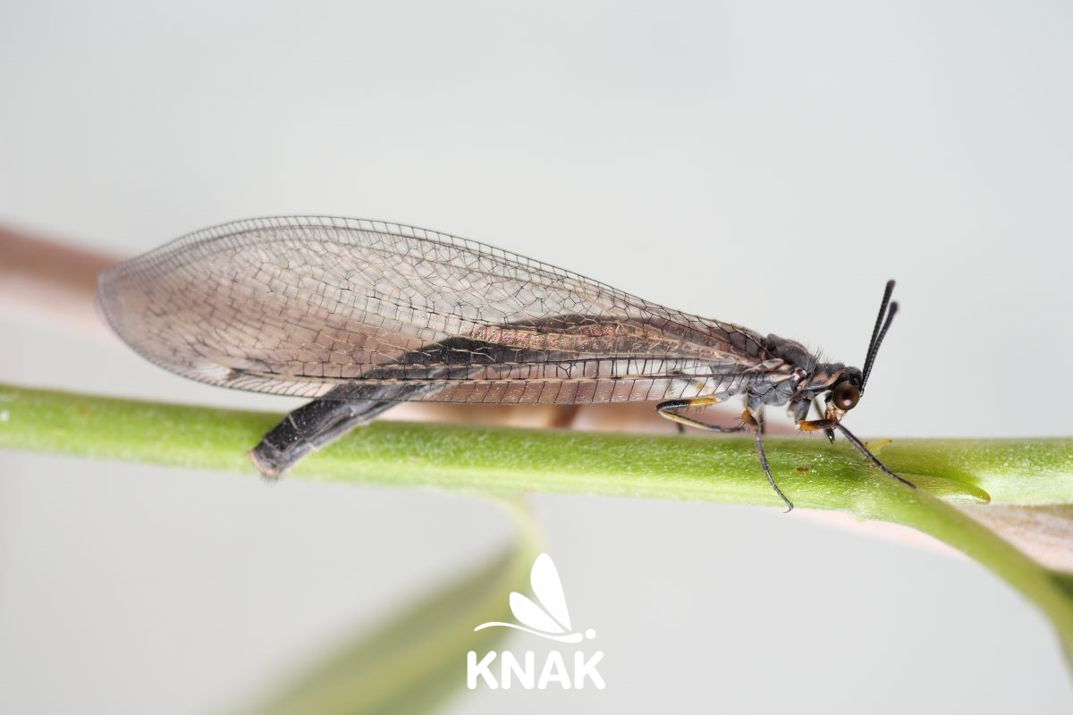 Gemeine Ameisenjungfer (Myrmeleon formicarius), (c) Axel Gruppe / VNP