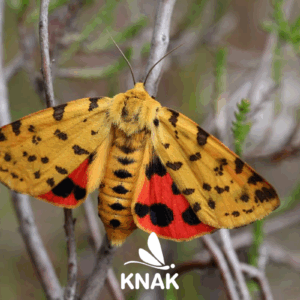 Purpurbär (Diacrisia purpurata), (c) VNP Stiftung Naturschutzpark Lüneburger Heide