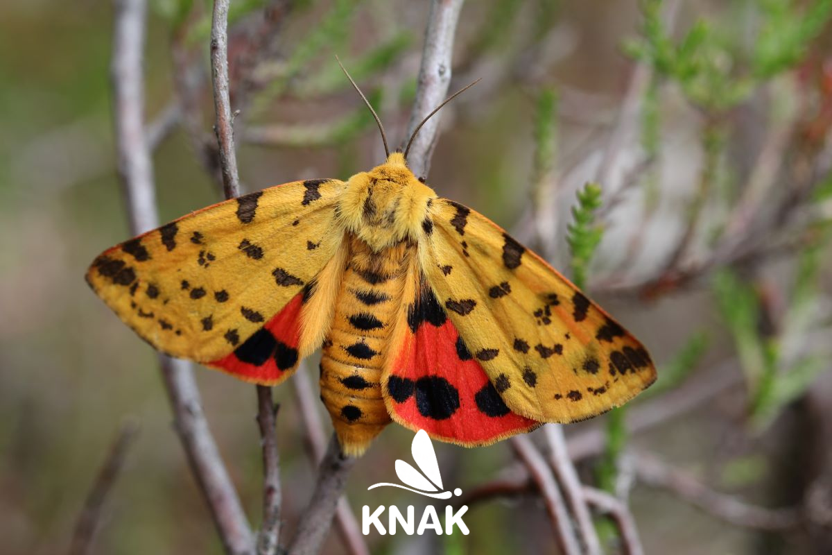 Purpurbär (Diacrisia purpurata), (c) VNP Stiftung Naturschutzpark Lüneburger Heide
