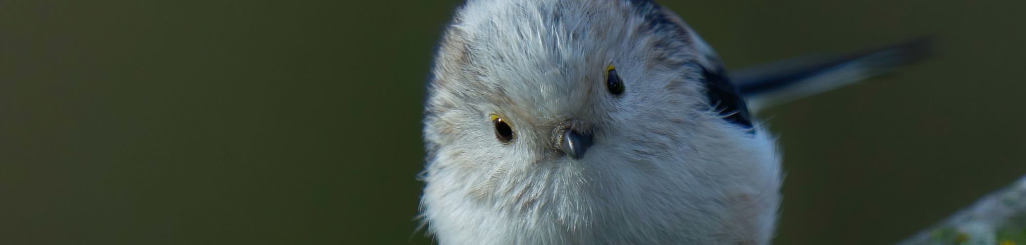 Mitteleuropäische Schwanzmeise (Aegithalos caudatus europaeus), (c) Michael Wüst/NABU-naturgucker.de